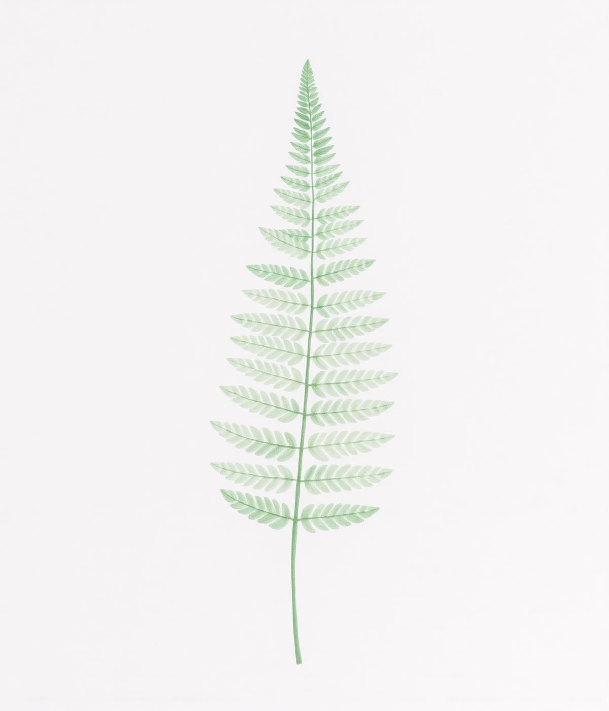 Single sage fern frond representing growth
